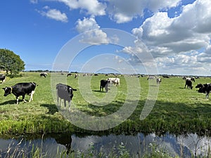 Cows in the meadow around Jannum