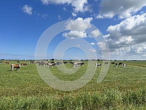 Cows in the meadow around Reitsum