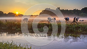 Cows in meadow on bank of Dinkel River at sunrise