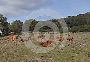 Cows in the meadow with blue sky