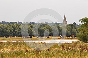Cows in meadow