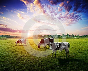 Cows meadow field pasture