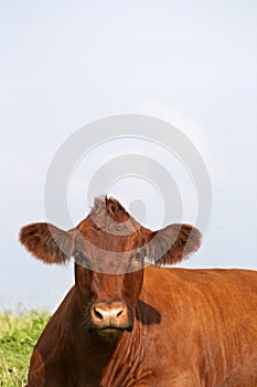 Cows on a meadow frontal portrait