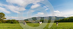 Cows on meadow with houses of Nebory settlement and Javorovy hill in Moravskoslezske Beskydy mountains in Czech republic on the