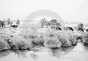 Cows in meadow illustration