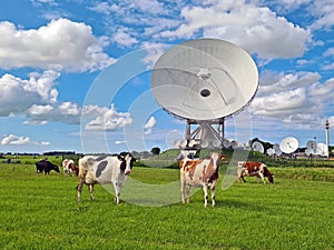 Cows in the meadow at large dish receivers for satellite communication in Burum The Netherlands