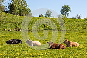 Cows on a meadow