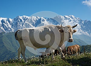 Cows on meadow in mountains