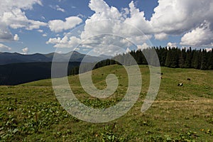 Cows on meadow with mountains range and blue cloudy sky background