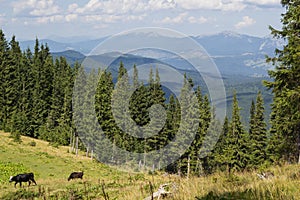 Cows on meadow with mountains range and blue cloudy sky background