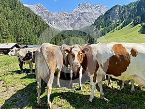 Cows on meadow in Nenzinger Himmel, Vorarlberg, Austria.