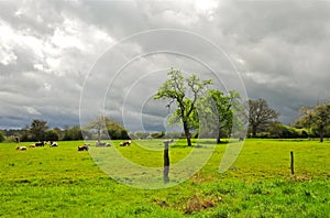 Cows in a Meadow, Normandy