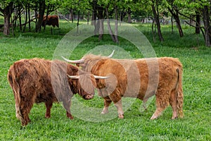 Cows on a meadow in rural german landscape