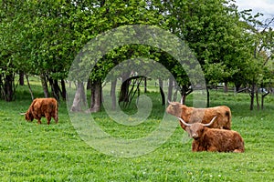 Cows on a meadow in rural german landscape