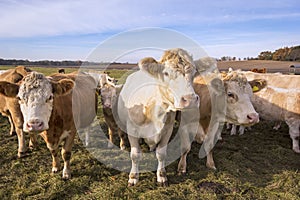 Cows at the Meadow