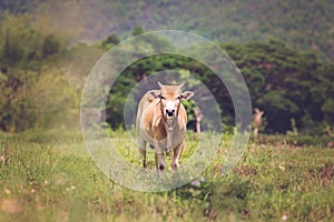 Cows on a meadow