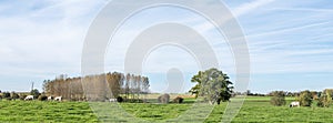 cows in meadow and trees under blue sky in belgian countryside near Mons or Bergen on sunny autumn day