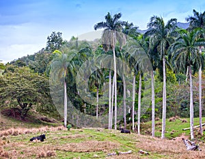 Cows in a meadow in the tropics under palm trees