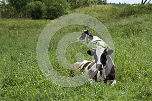 Cows on meadow