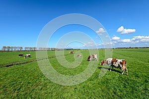 Cows in the meadow in a typical Dutch polder landscape near Rotterdam, Netherlands.