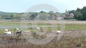 Cows on Meadow at village Prietzen at Guelpersee lake. In background thousands of greyleg goose while autumn migration