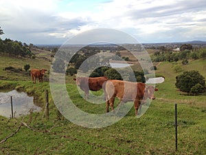 Cows in the meadows