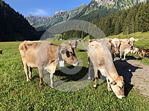 Cows on the on meadows and pastures in the Oberseetal alpine valley, Nafels Naefels