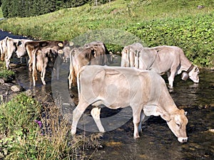 Cows on the on meadows and pastures in the Oberseetal alpine valley, Nafels Naefels