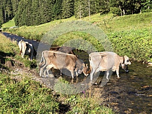 Cows on the on meadows and pastures in the Oberseetal alpine valley, Nafels Naefels