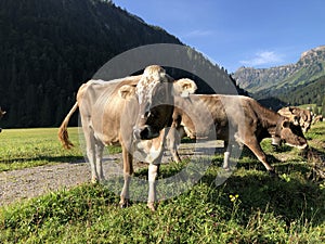 Cows on the on meadows and pastures in the Oberseetal alpine valley, Nafels Naefels