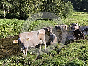 Cows on the on meadows and pastures in the Oberseetal alpine valley, Nafels Naefels