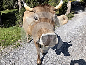 Cows on the on meadows and pastures in the Oberseetal alpine valley, Nafels Naefels