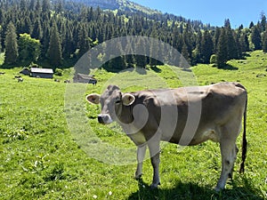 Cows on the on meadows and pastures on the slopes of the Appenzell Alps mnountain massif and in the Thur river valley