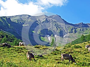 Cows on the on meadows and pastures on the slopes of the Liechtenstein Alps mountain range and in the Saminatal alpine valley