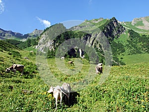 Cows on the on meadows and pastures on the slopes of the Liechtenstein Alps mountain range and in the Saminatal alpine valley