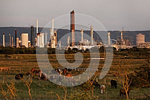 Cows, meadows, and a petrochemical plant in Teesside, North East England photo