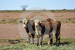 Cows in the middle of the outback in Australia