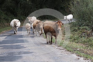 Cows in the middle of a rural road.