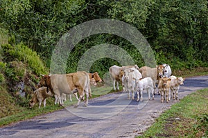 Cows in the middle of a rural road.