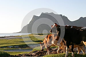 Cows in the midsummer sun