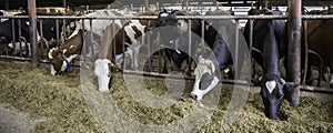 Cows are fed ecologically for milk. photo