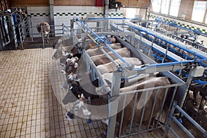 Cows milking