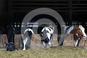 Cows for milking in farm. Dairy cows in modern bar in dairy farm cowshed.