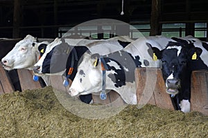 Cows for milking in farm. Dairy cows in modern bar in dairy farm cowshed.