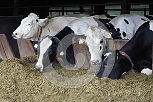 Cows for milking in farm. Dairy cows in modern bar in dairy farm cowshed.