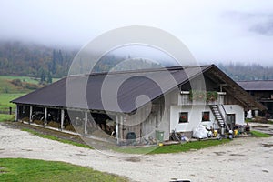 Cows for milking in farm. Dairy cows in modern bar in dairy farm cowshed.