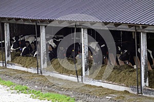 Cows for milking in farm. Dairy cows in modern bar in dairy farm cowshed.
