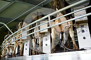 Cows and milking machine at rotary parlour on farm