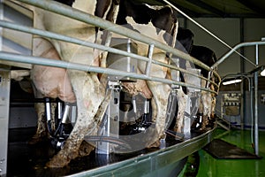 Cows and milking machine at rotary parlour on farm