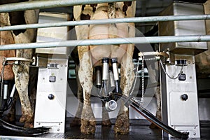 Cows and milking machine at rotary parlour on farm
